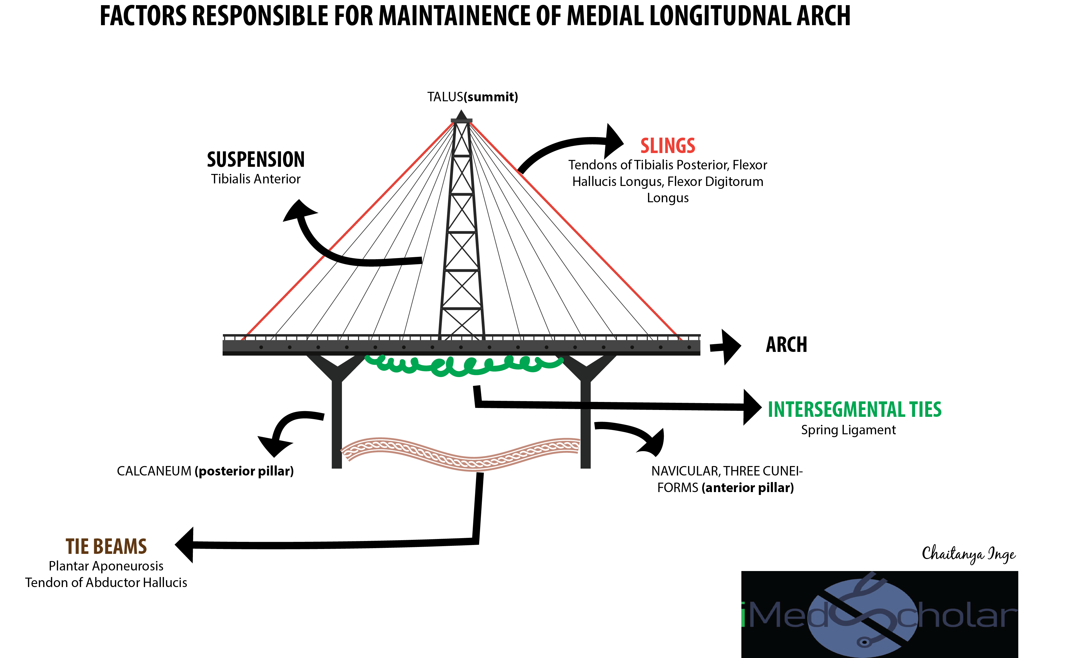 Factors responsible for maintenance of medial longitudinal arch