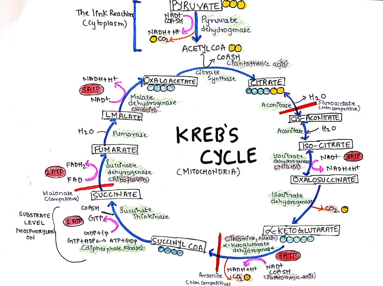 Tricarboxylic acid cycle (Kreb’s Cycle)