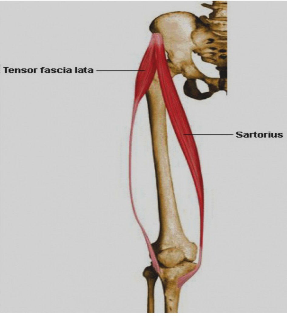 Muscle sartorius