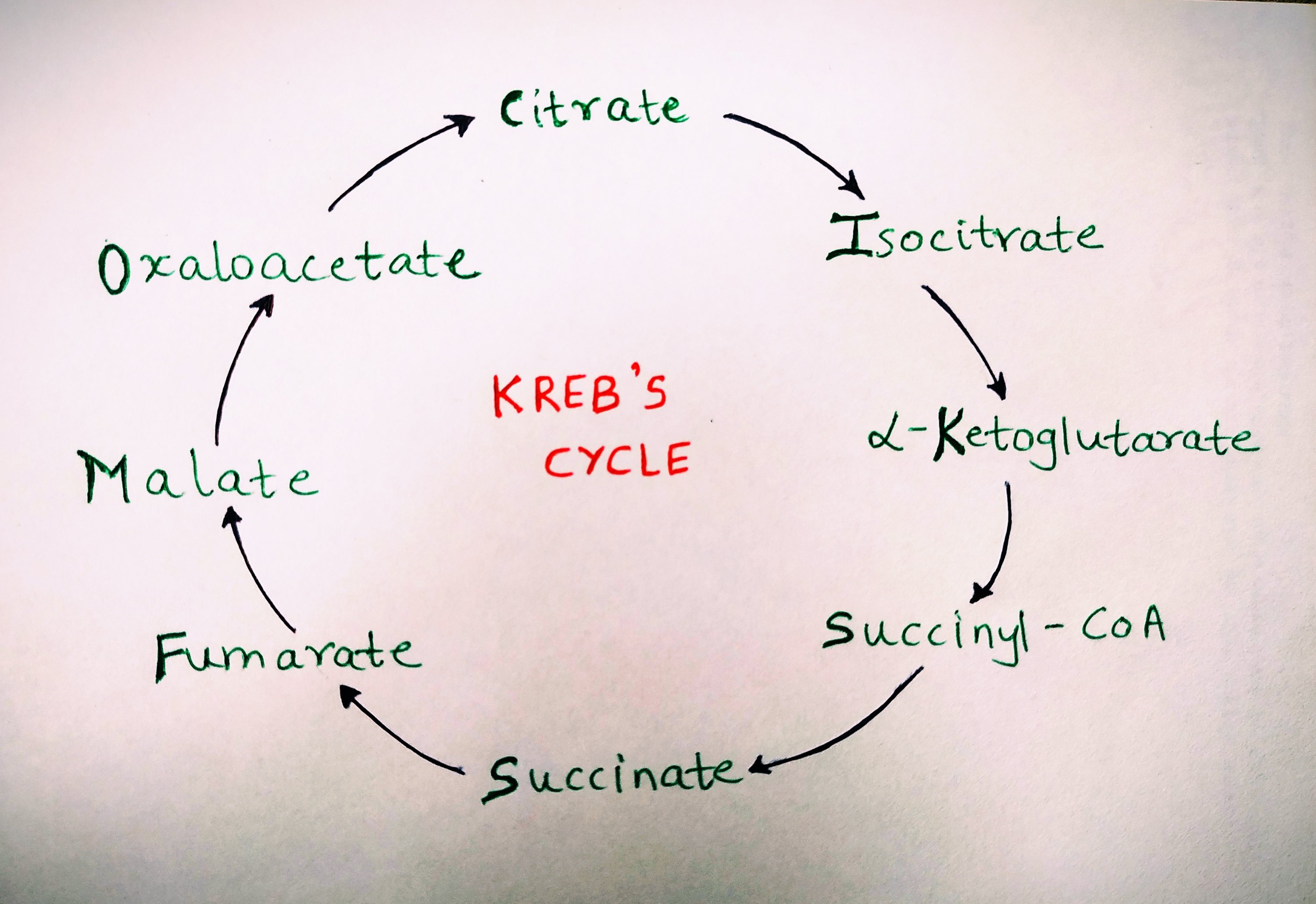 Kreb’s cycle mnemonic.
